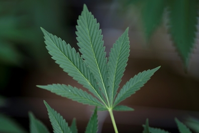 Mexican court orders govt to detail medical marijuana rules
