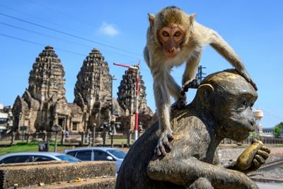 Macaque attack: humans try to take back Thai city from monkeys