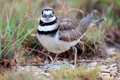Bird's nest could upend major Canada music festival
