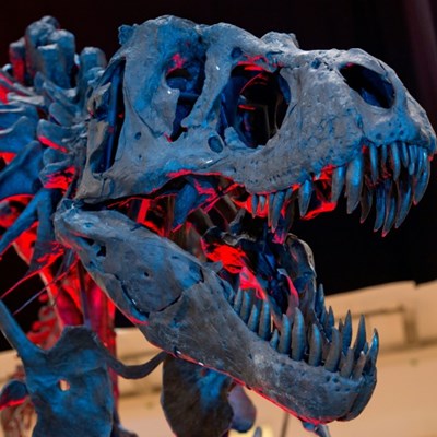 Here we go again: Earth's major 'mass extinctions'