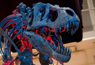 Here we go again: Earth's major 'mass extinctions'