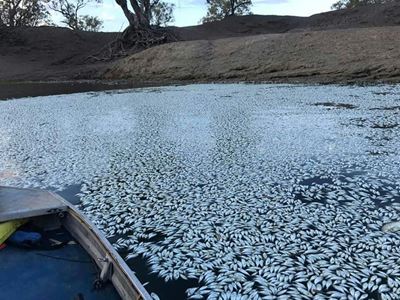 Australia river agency pilloried amid mass fish deaths