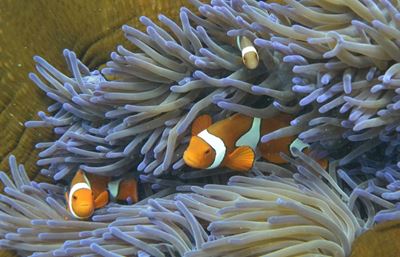 "ScUber" launches submarine trips to Great Barrier Reef
