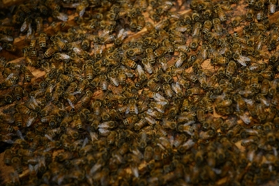 Buzz off! Angry bees delay Air India flight