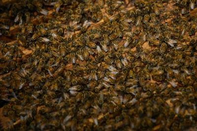 Buzz off! Angry bees delay Air India flight