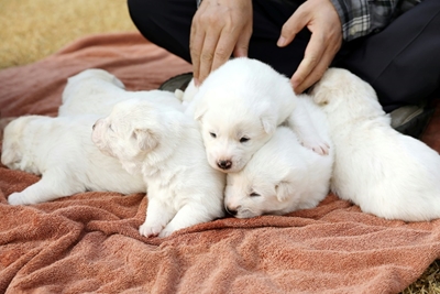 Doggy diplomacy: S. Korea unveils newborn Northern pups