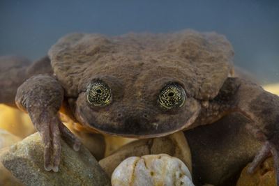 Romeo and Juliet: the last hopes to save Bolivian aquatic frog