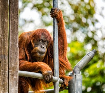 World's oldest Sumatran orangutan dies