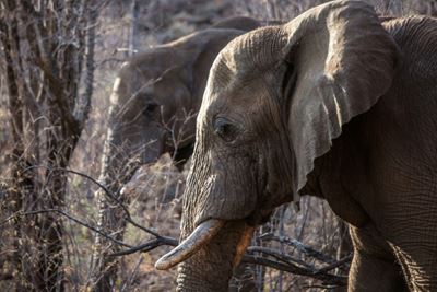 Zimbabwe wants ivory ban lifted so it can sell $600-mln stockpile
