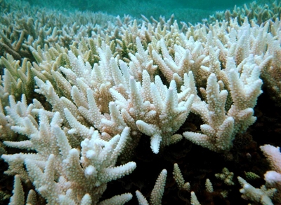 Global warming kills 14 percent of world's corals in a decade