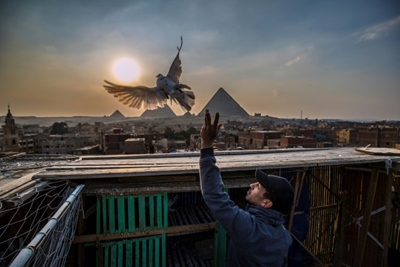 Passion for pigeons persists in Arab world