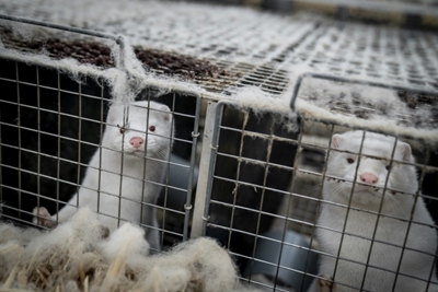 What you need to know about minks and the coronavirus