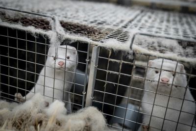 What you need to know about minks and the coronavirus