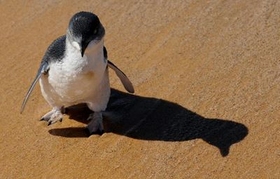 58 Australian fairy penguins slaughtered in suspected dog attack