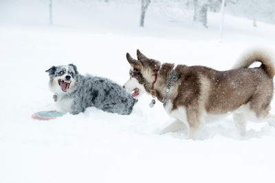 Dog show: Pet pooches play more when humans are watching