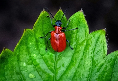 Plants can camouflage odours to avoid being eaten: study
