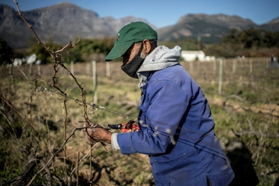 South Africa's wine industry reels from alcohol bans