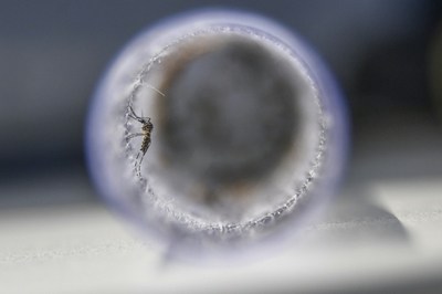 Zika virus detected in India's Kerala state
