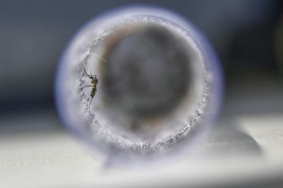 Zika virus detected in India's Kerala state