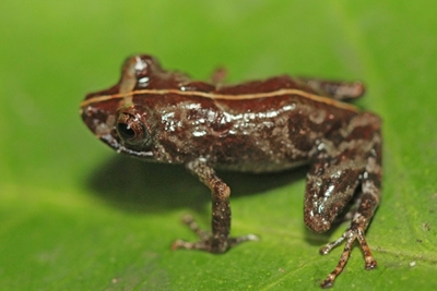 New Peruvian frog leaps into amphibian species ledger