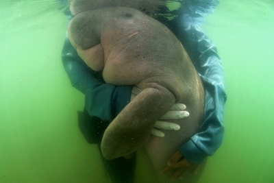 The Dugong Show: 24-hour webcast shows star Thai sea cows