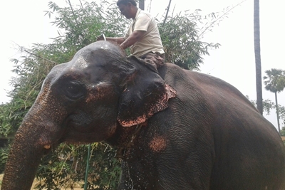 Truncated will: India landowner bequeaths land to elephants