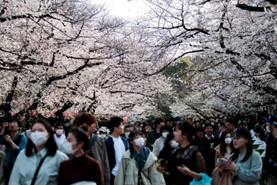 'Joy of spring': Japan fetes cherry blossoms despite virus