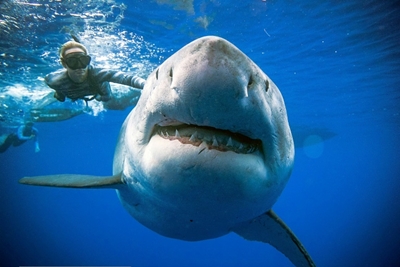 Divers spot giant white shark off Hawaii coast