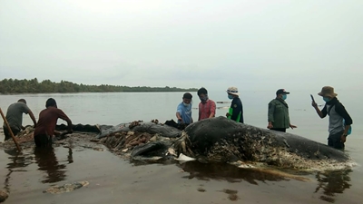 Dead sperm whale in Indonesia found with 6 kg of plastic in stomach