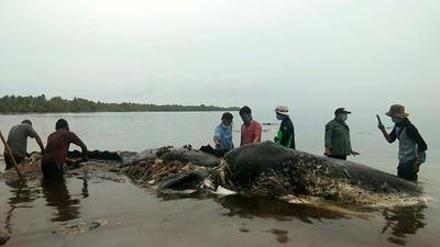Dead sperm whale in Indonesia found with 6 kg of plastic in stomach
