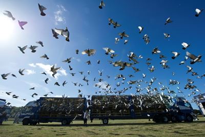 Belgian pigeon flies high in record 1.25 million euros auction