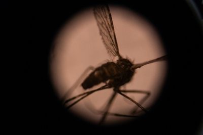 Invasive Asian mosquito species threatens African cities: study