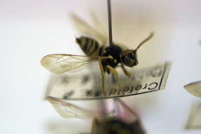 Insect apocalypse: German bug watchers sound alarm