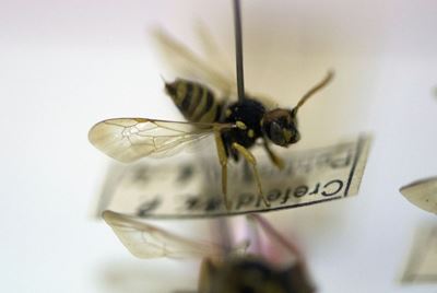 Insect apocalypse: German bug watchers sound alarm
