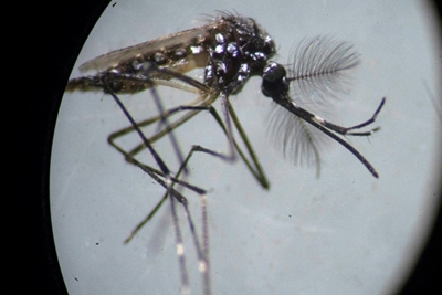 Dengue cases soar to record high in Pakistan