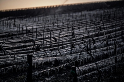 French wine output set to slump after frosts earlier this year