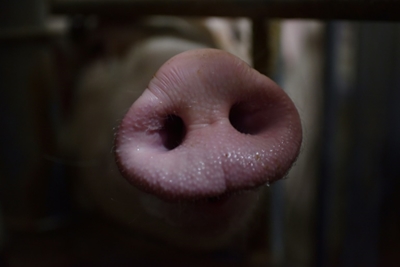 Chinese food producer says swine fever found in dumplings