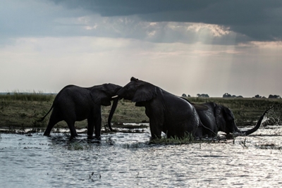 Fierce divide as Botswana lifts hunting ban