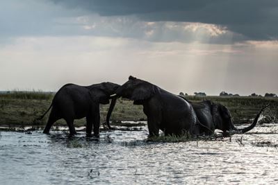 Fierce divide as Botswana lifts hunting ban
