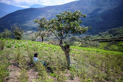 Indigenous Bolivian coca farmers fear return of 'abusive' Morales