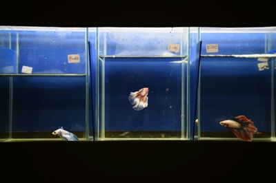 Thailand makes Siamese fighting fish national aquatic animal 