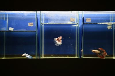 Thailand makes Siamese fighting fish national aquatic animal 