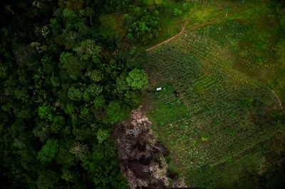 COP26 leaders vow new drive to save forests