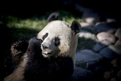Sick of lockdown: Panda escapes confinement in Copenhagen zoo