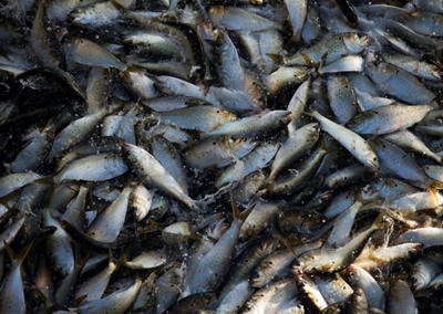 'Fish oil supplements don't ward off heart disease'