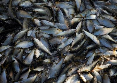 'Fish oil supplements don't ward off heart disease'