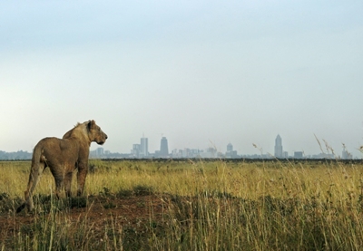 World wildlife plummets more than two-thirds in 50 years: index