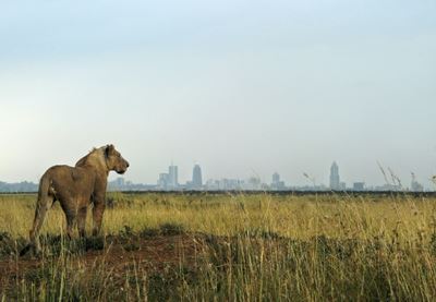 World wildlife plummets more than two-thirds in 50 years: index