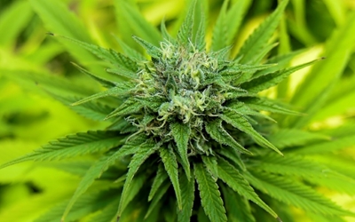 Israelis rejoice in weed from heaven