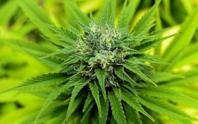 Israelis rejoice in weed from heaven